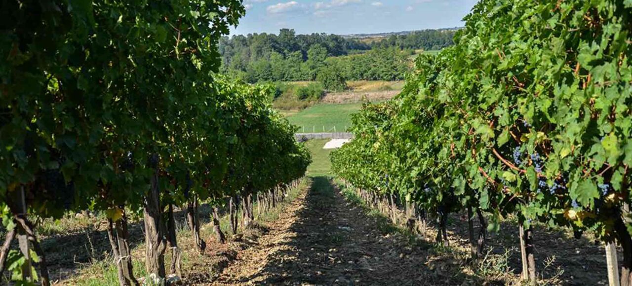 Vinarije Beograda - Podrum Milojevic, Lazarevac