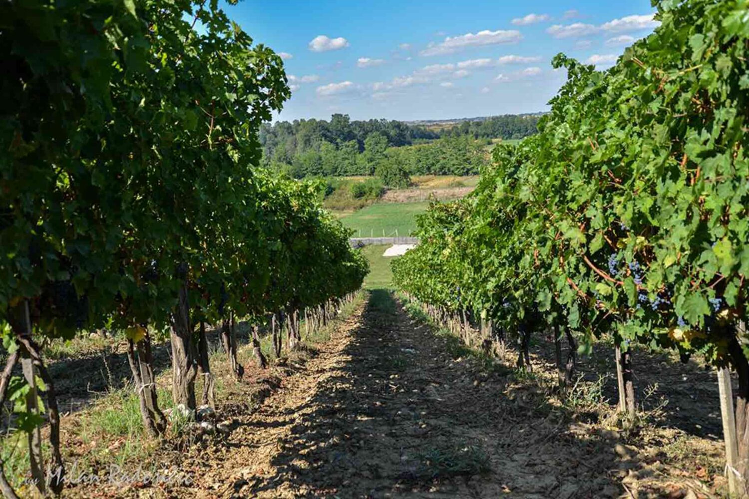 Vinarije Beograda - Podrum Milojevic, Lazarevac