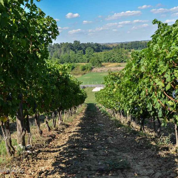 Vinarije Beograda - Podrum Milojevic, Lazarevac