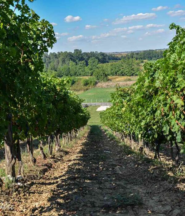 Vinarije Beograda - Podrum Milojevic, Lazarevac