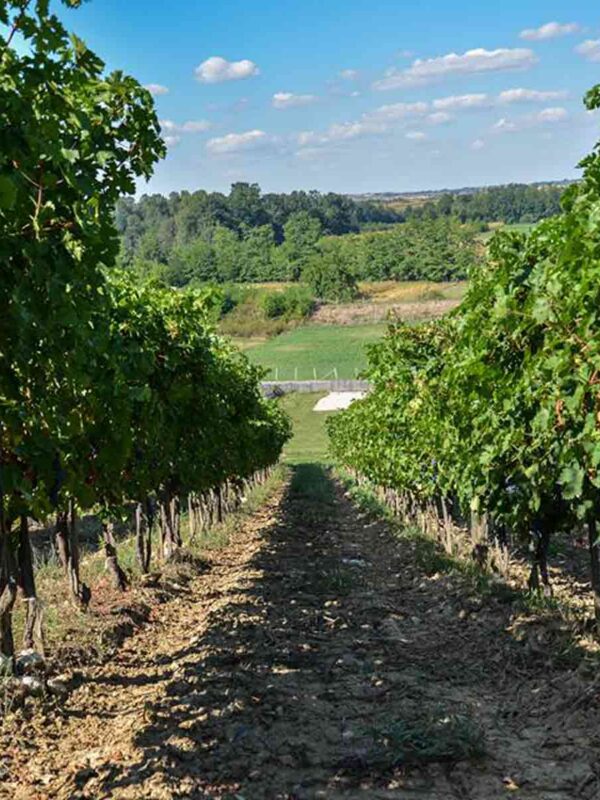 Vinarije Beograda - Podrum Milojevic, Lazarevac