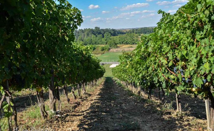 Vinarije Beograda - Podrum Milojevic, Lazarevac