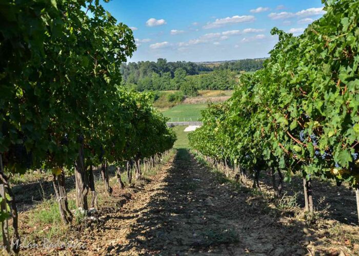 Vinarije Beograda - Podrum Milojevic, Lazarevac