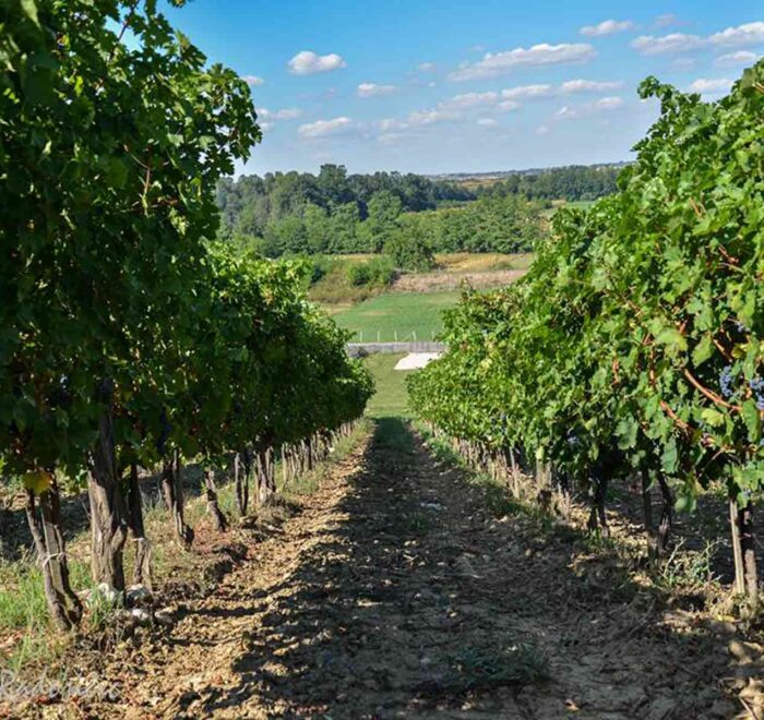 Vinarije Beograda - Podrum Milojevic, Lazarevac