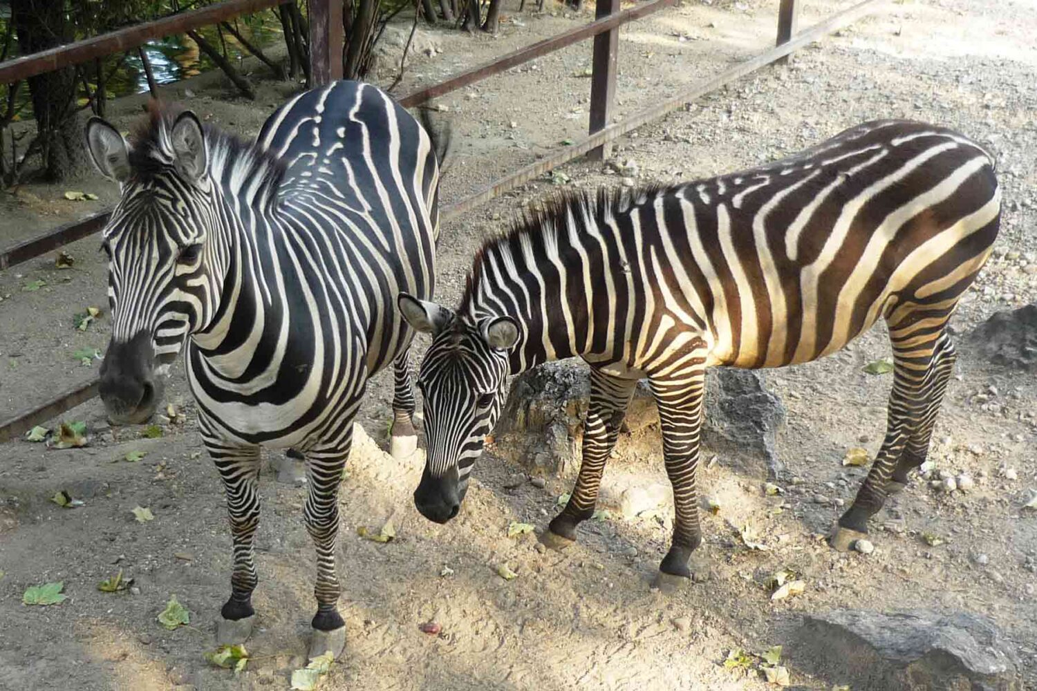 Zebre u Zooloskom vrtu Beograd