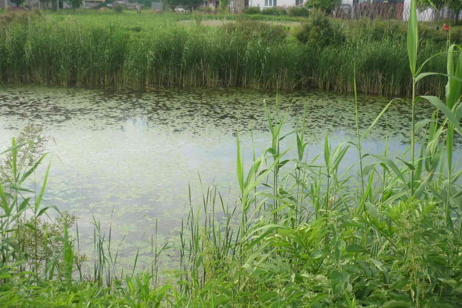 Pecanje na kanalima Beograda.