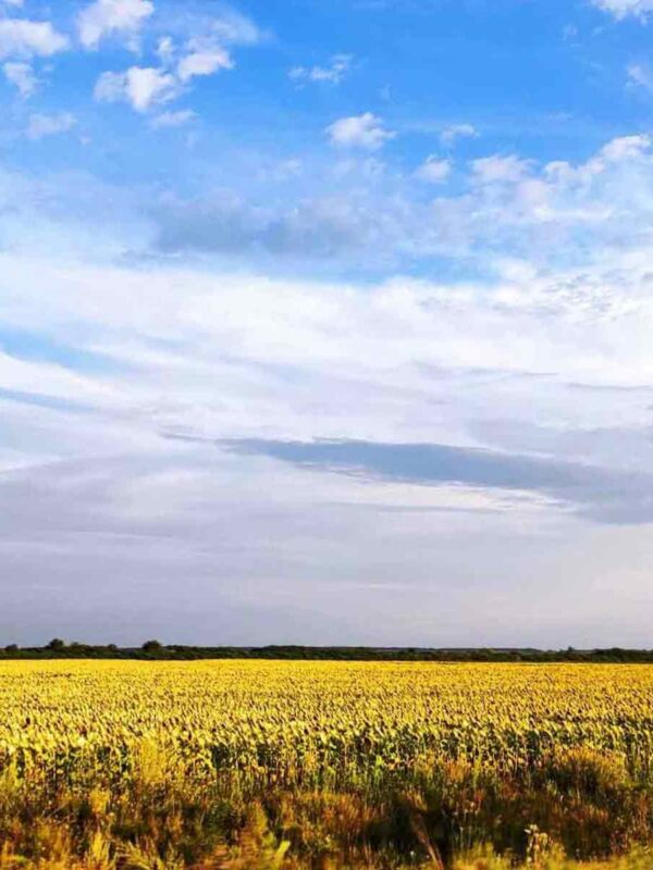 Zlatni suncokreti pod vedrim letnjim nebom Vojvodine