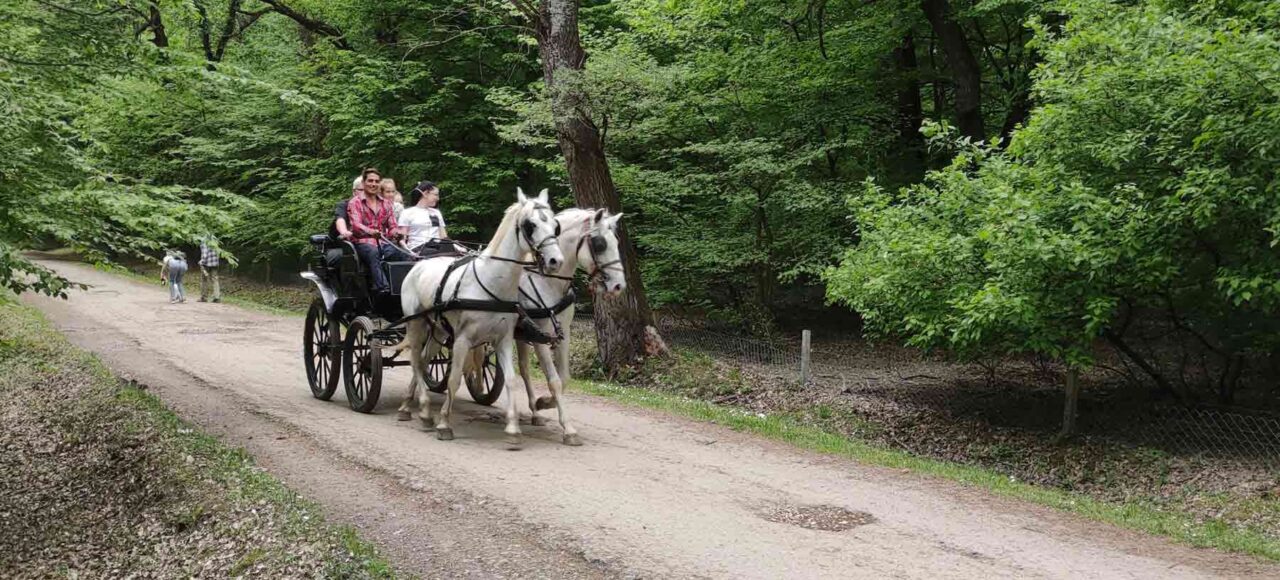 Bojcinska suma u Surcinu