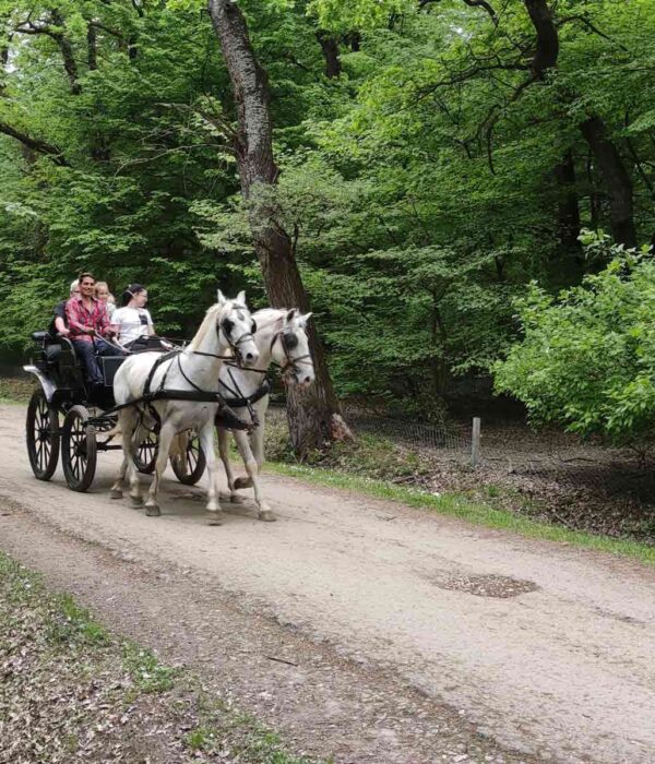 Bojcinska suma u Surcinu