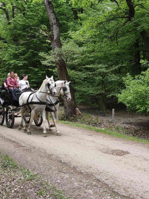 Bojcinska suma u Surcinu