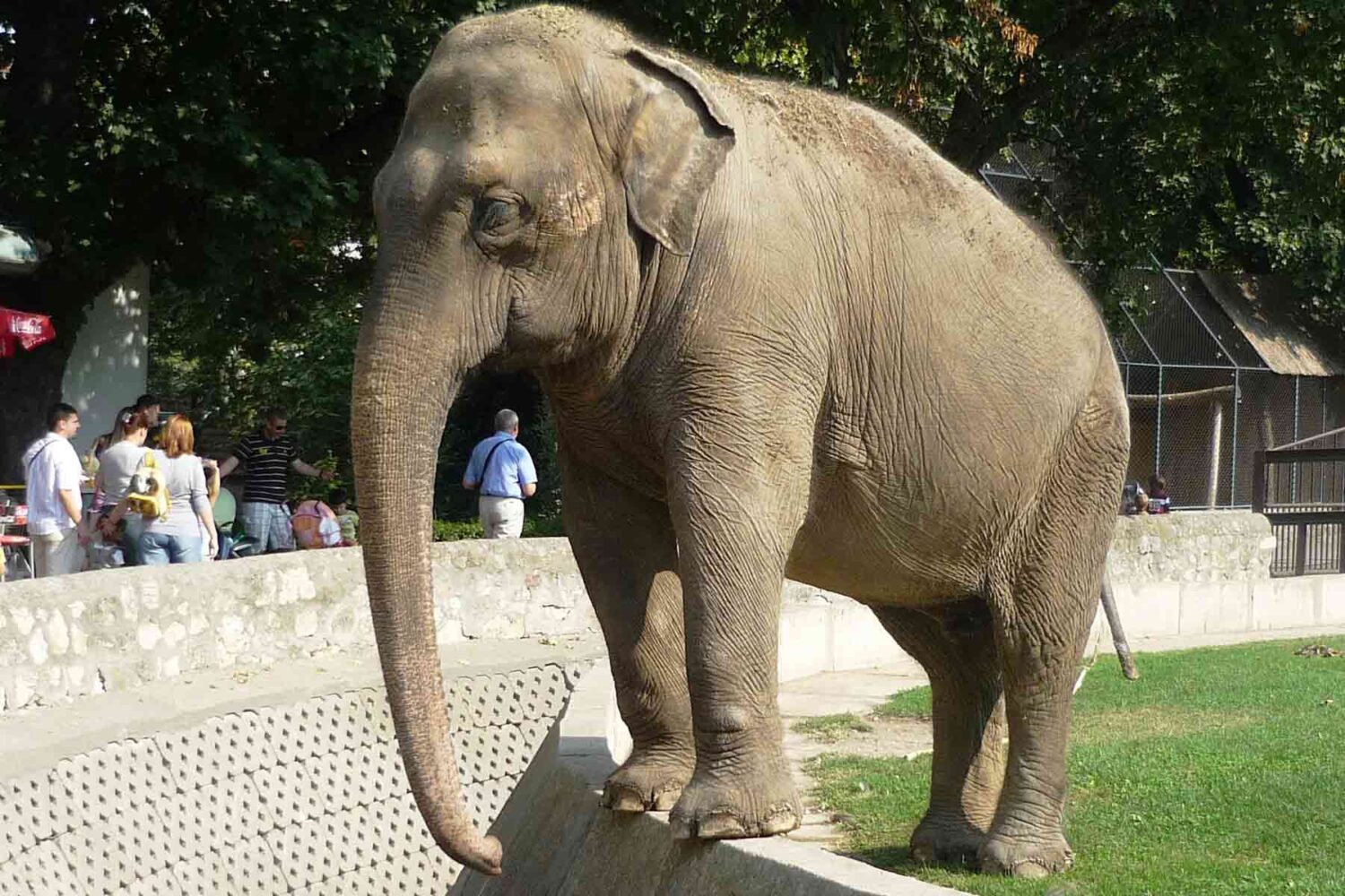 Slon u Zooloskom vrtu u Beogradu