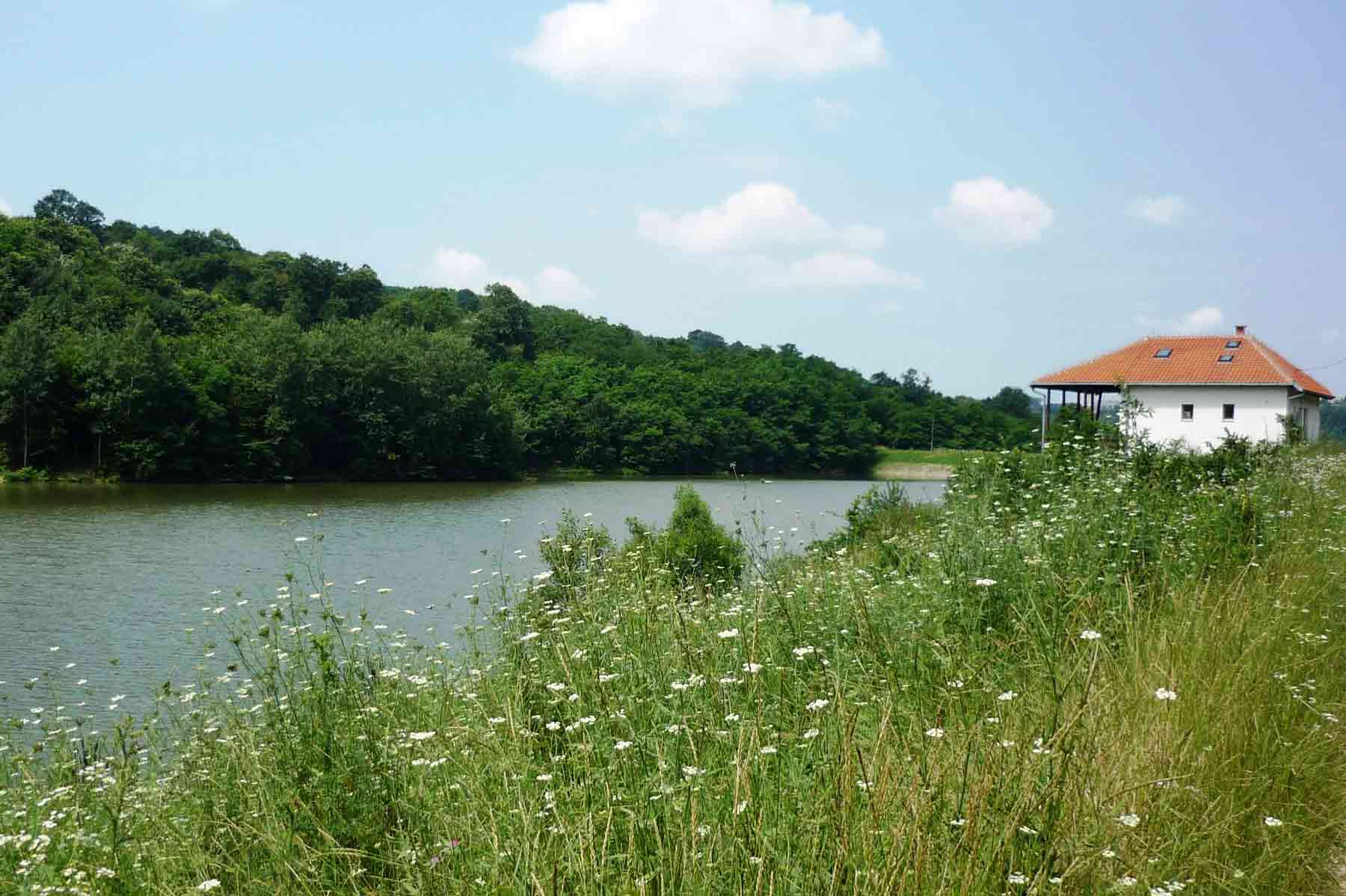 Krupni plan (close-up) raznobojnog letnjeg poljskog cveća na obali, sa zamućenom površinom jezera Duboki Potok u pozadini.