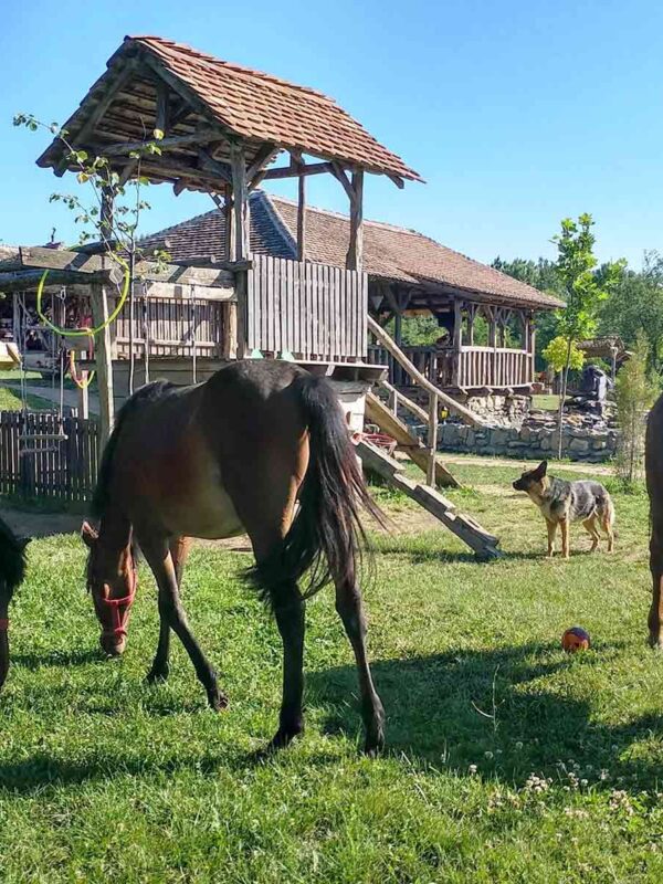 Jahanje konja u etno selu Americ