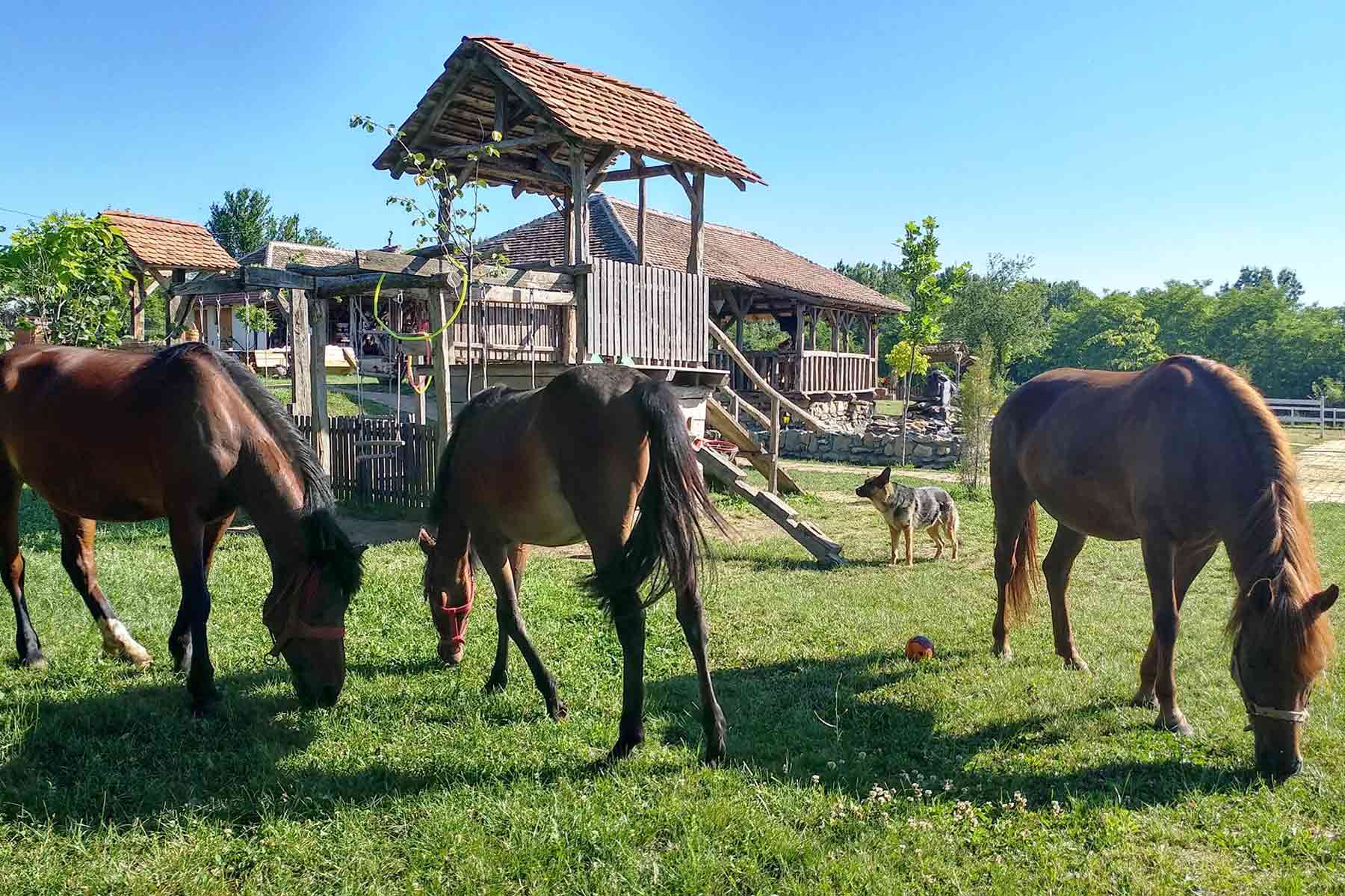 Tri konja i pas vučjak u dvorištu etno sela Amerić
