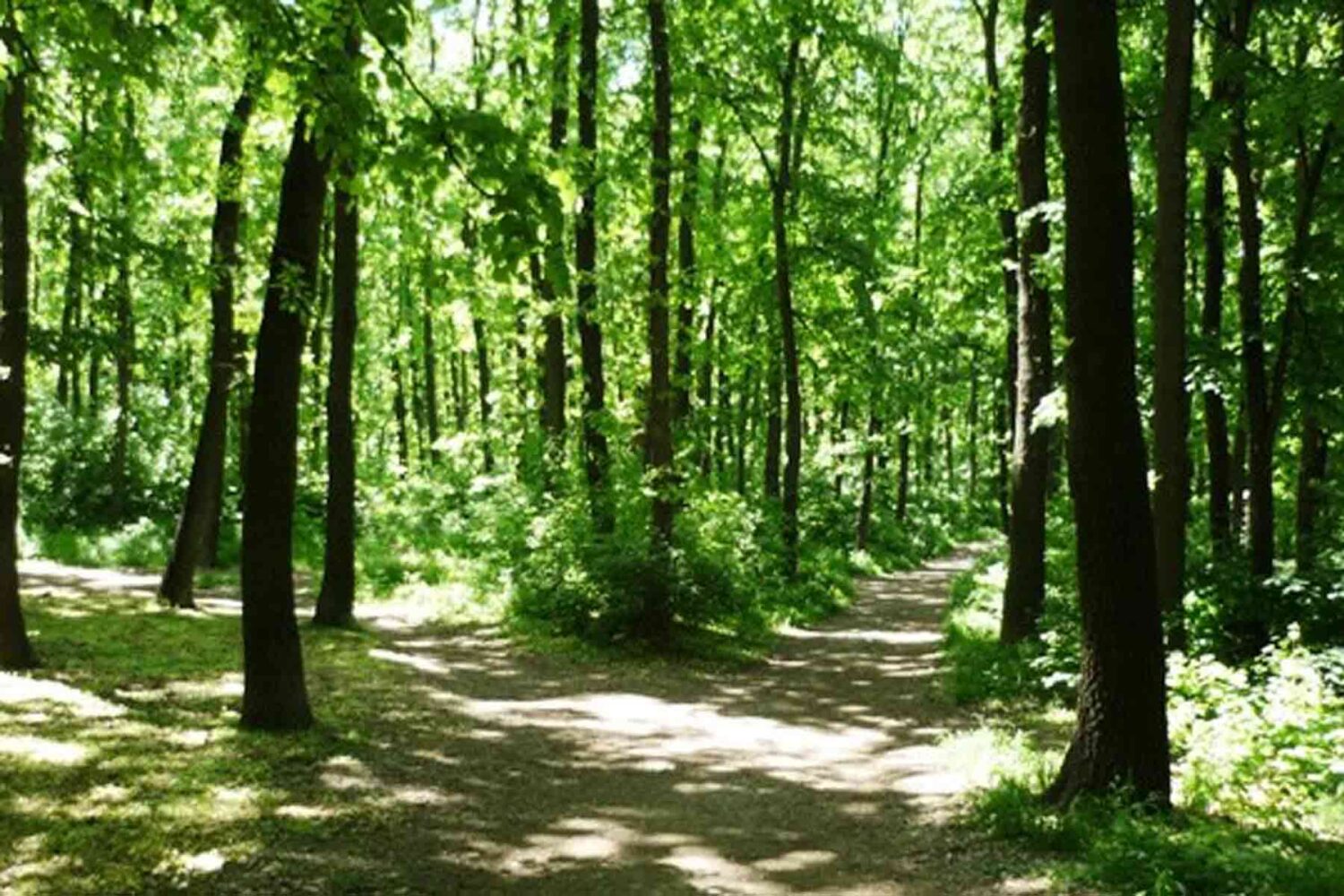 Šume u Beogradu - Miljakovačka šuma