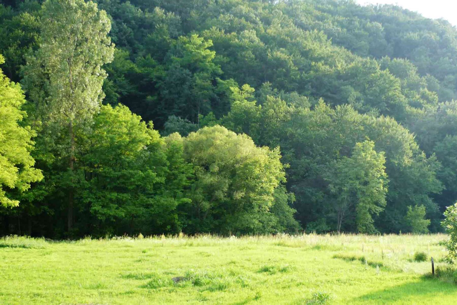 Guberevačke šume - Divni predeli ovog dela Beograda