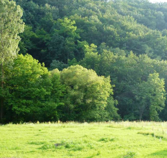 Guberevačke šume - Divni predeli ovog dela Beograda