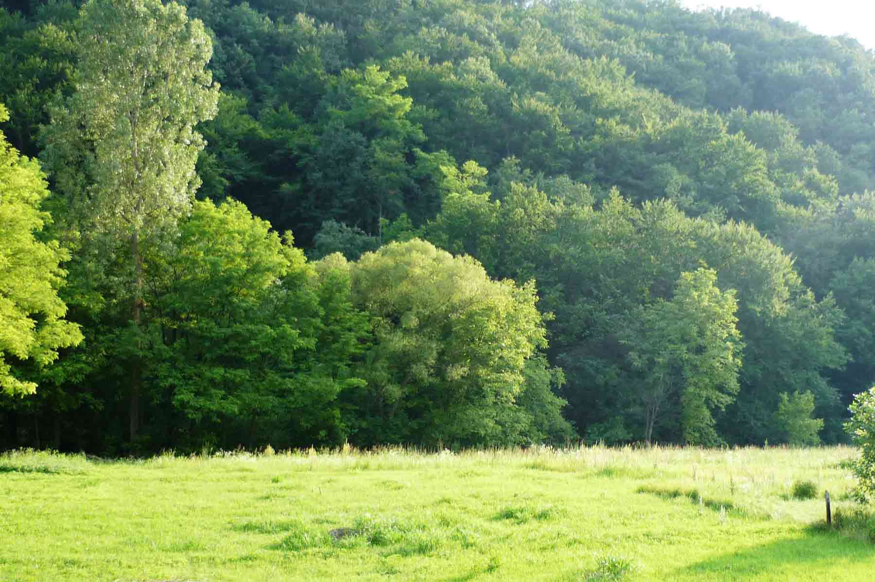 Guberevačke šume - Divni predeli ovog dela Beograda