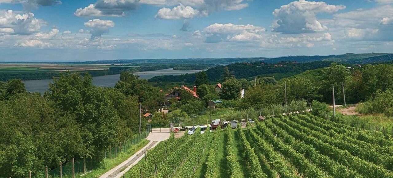 Organska vinarija Plavinci - prelepi vinograd sa pogledom na Dunav