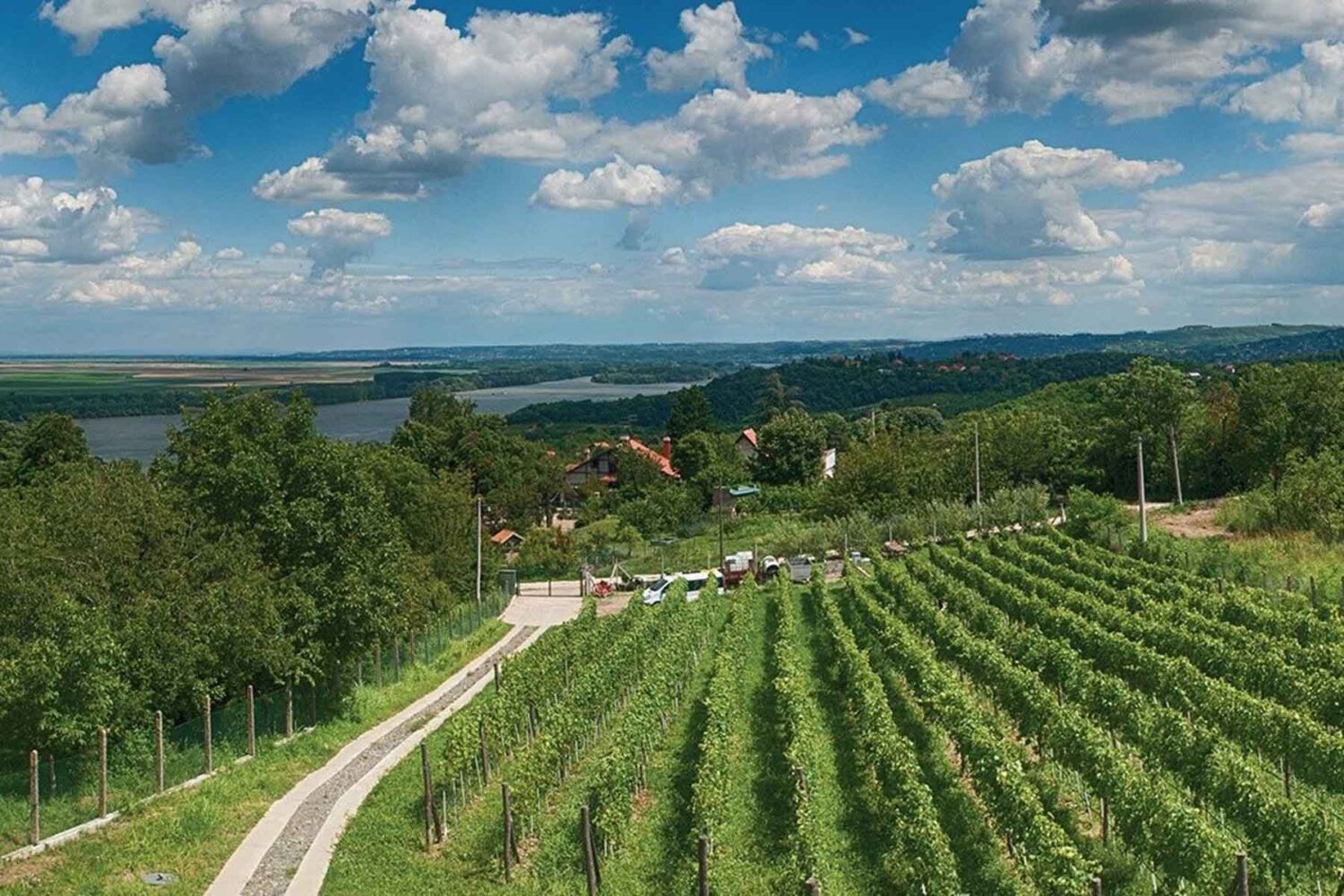 Organska vinarija Plavinci - prelepi vinograd sa pogledom na Dunav