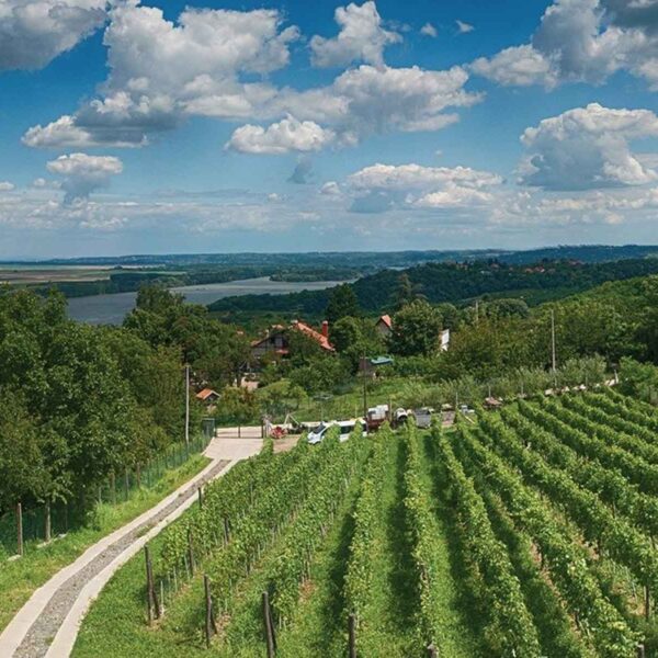 Organska vinarija Plavinci - prelepi vinograd sa pogledom na Dunav