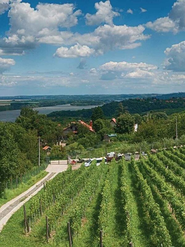 Organska vinarija Plavinci - prelepi vinograd sa pogledom na Dunav