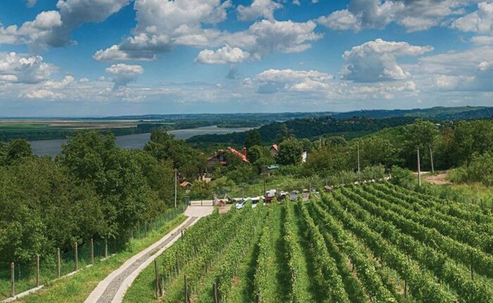 Organska vinarija Plavinci - prelepi vinograd sa pogledom na Dunav