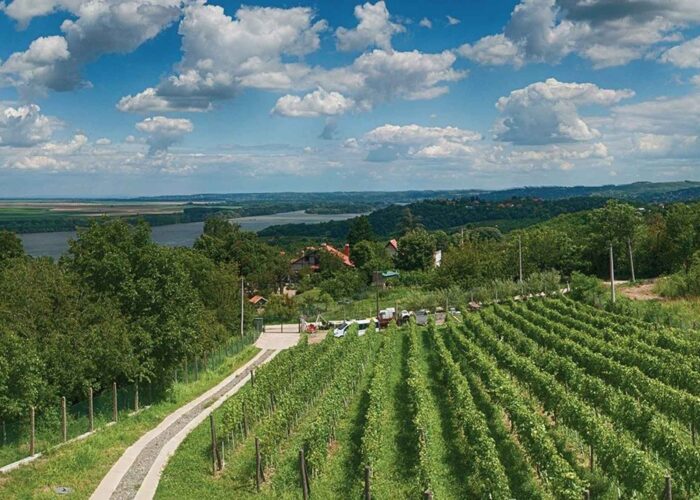 Organska vinarija Plavinci - prelepi vinograd sa pogledom na Dunav