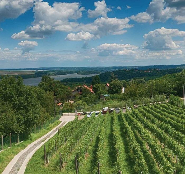 Organska vinarija Plavinci - prelepi vinograd sa pogledom na Dunav