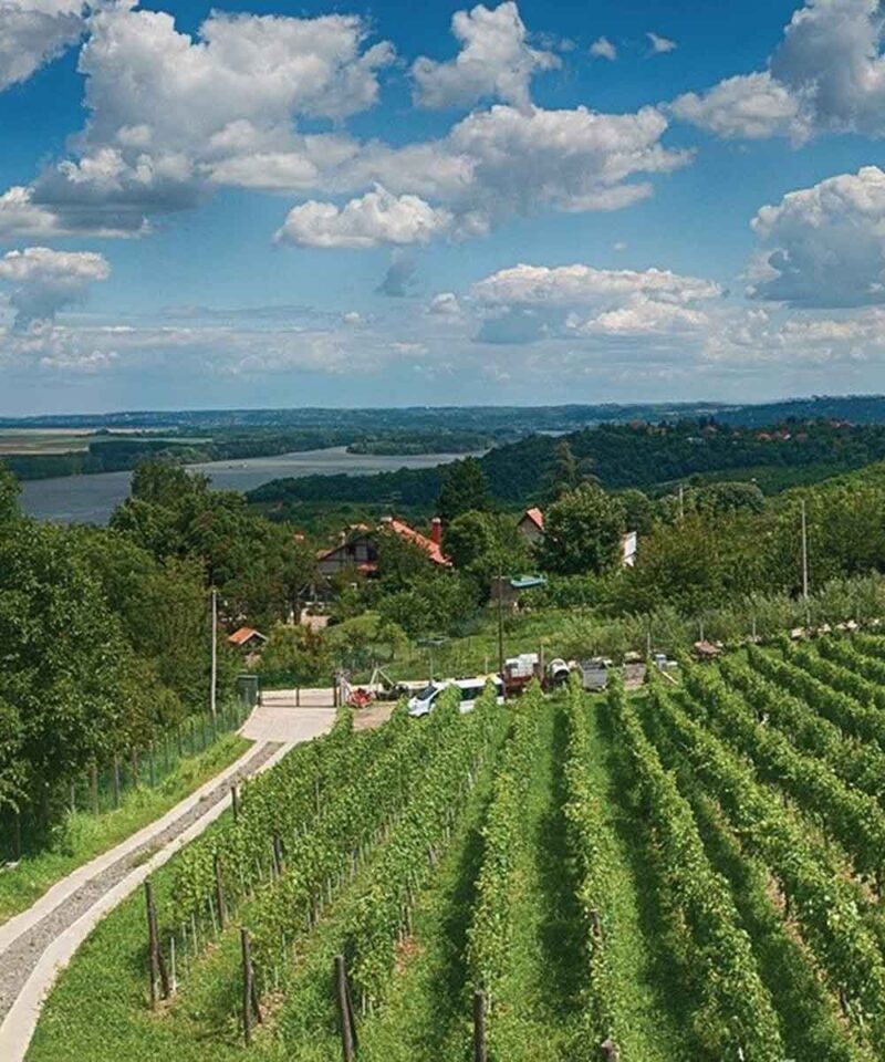 Organska vinarija Plavinci - prelepi vinograd sa pogledom na Dunav