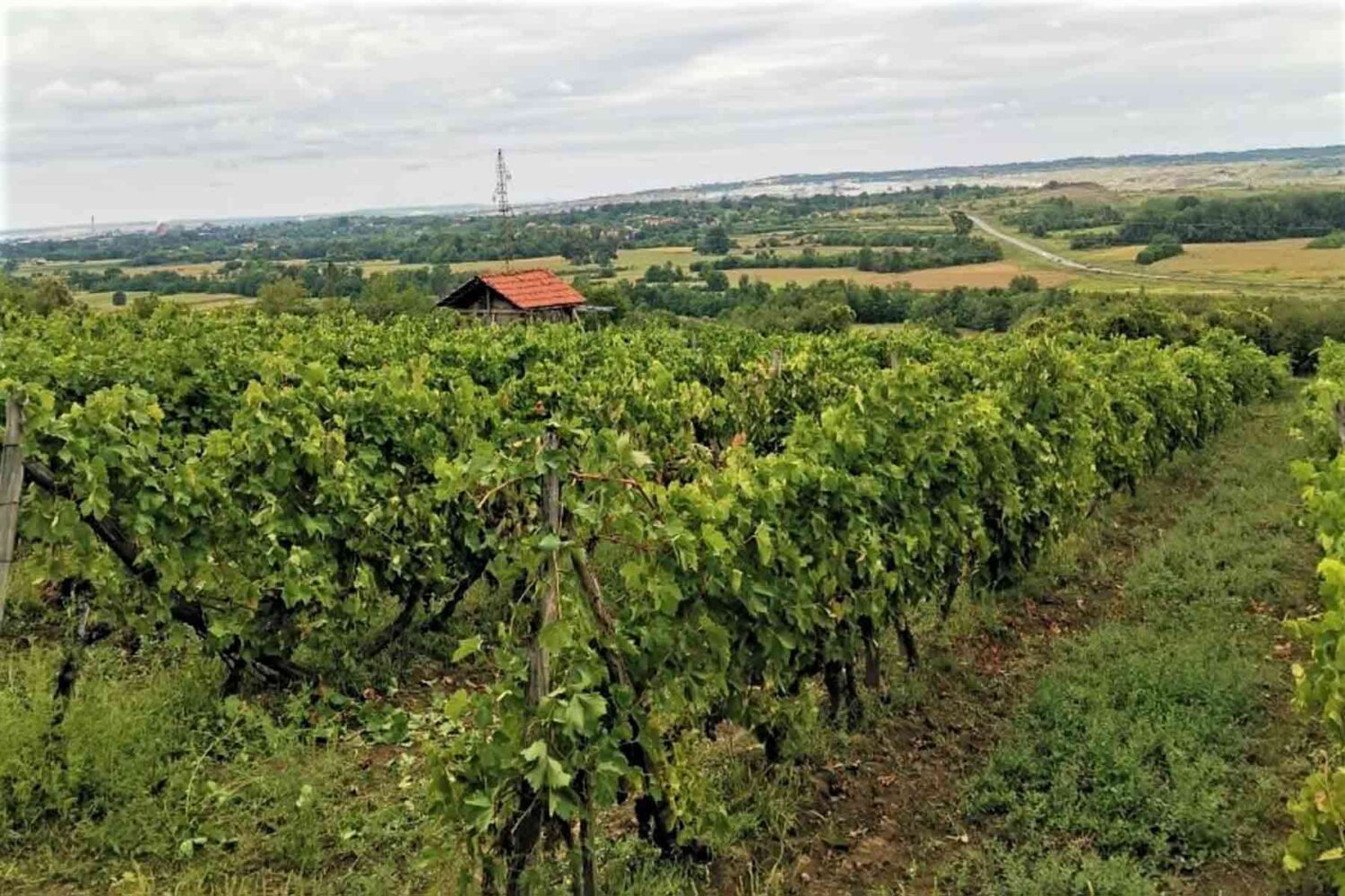 Podrum Milojević ima prelepe vinograde u svom posedu, ali itoplu priču o porodičnoj tradiciji