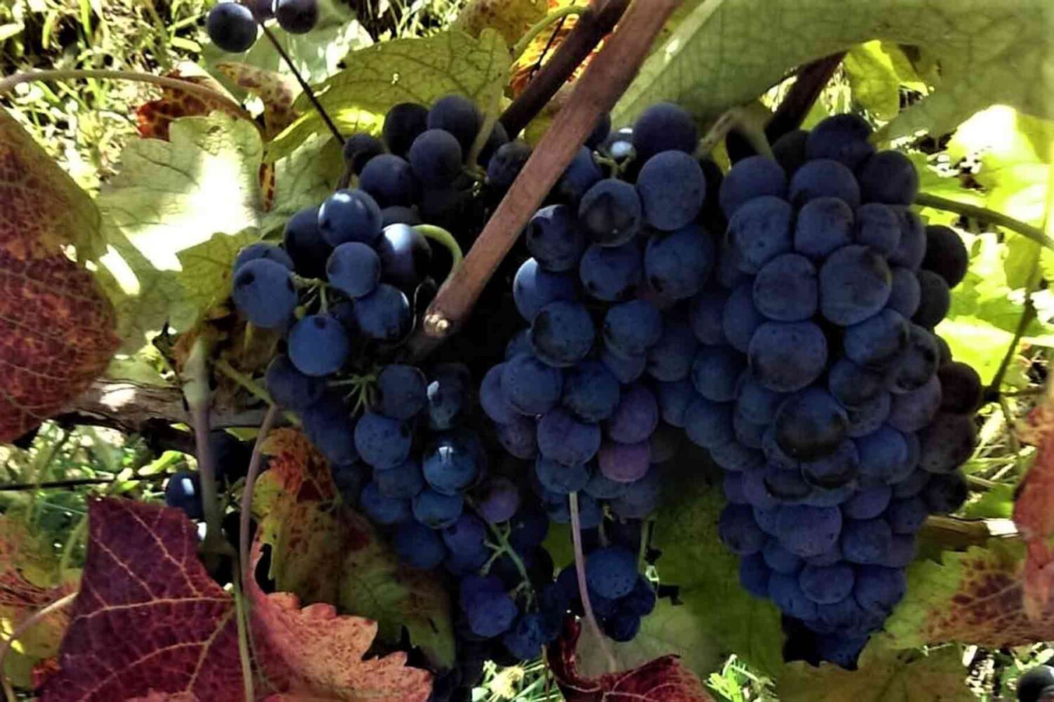 Podrum Milojević - grozdovi iz vinograda
