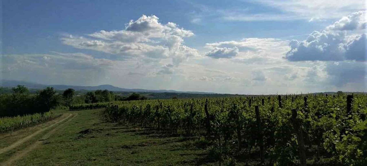 Vinarija Pantić - pogled na vinograd