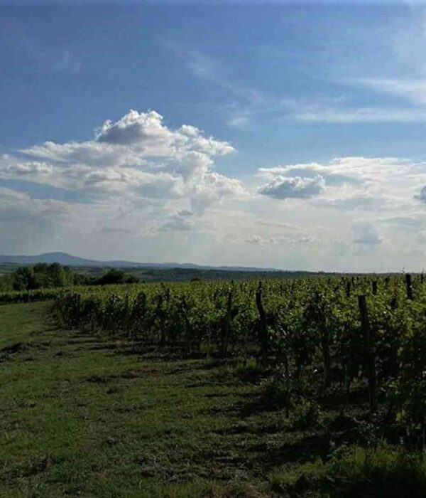 Vinarija Pantić - pogled na vinograd