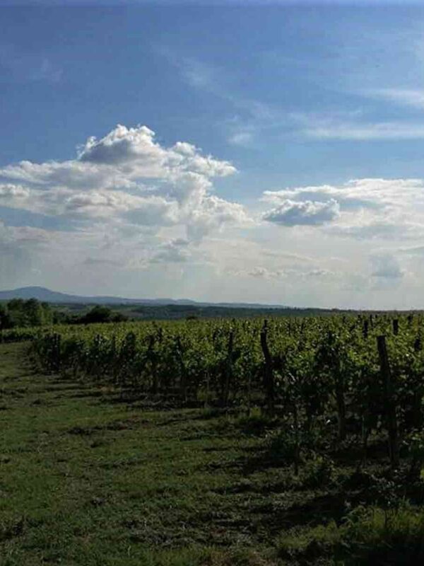 Vinarija Pantić - pogled na vinograd