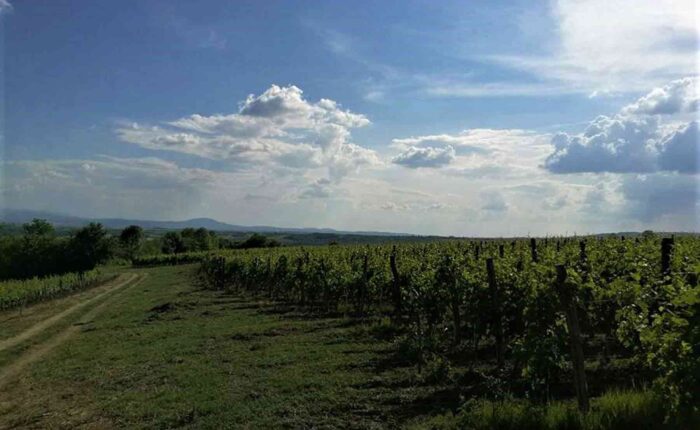 Vinarija Pantić - pogled na vinograd