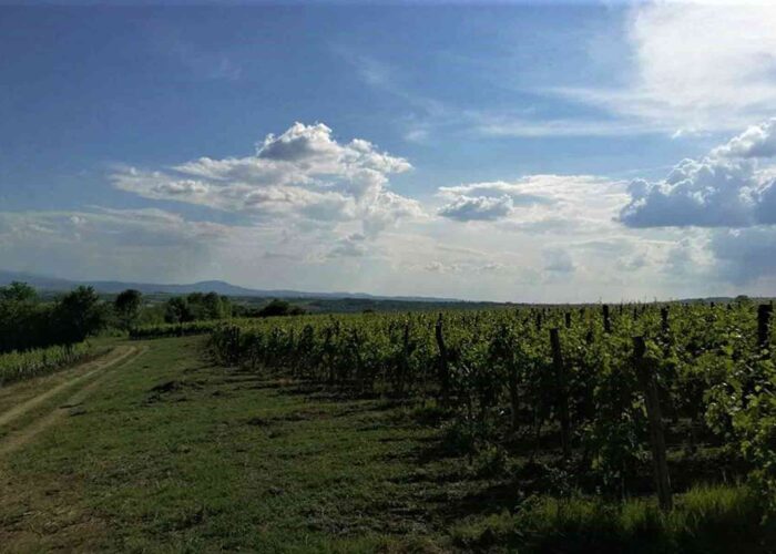 Vinarija Pantić - pogled na vinograd