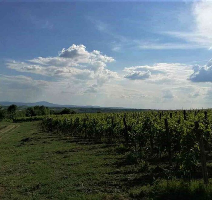 Vinarija Pantić - pogled na vinograd