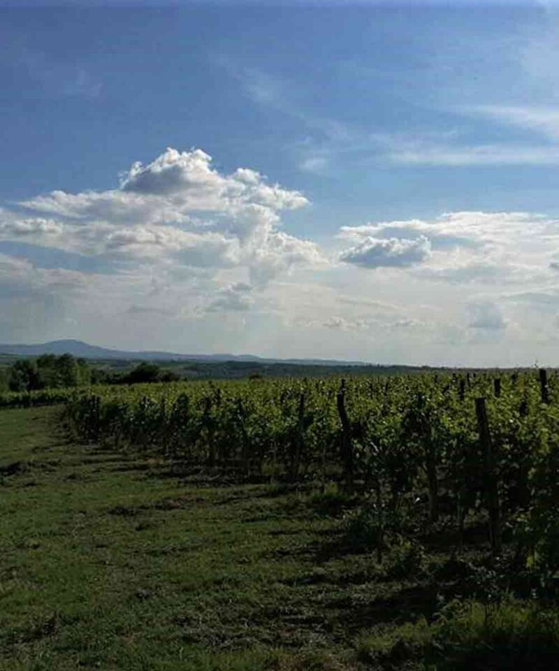 Vinarija Pantić - pogled na vinograd