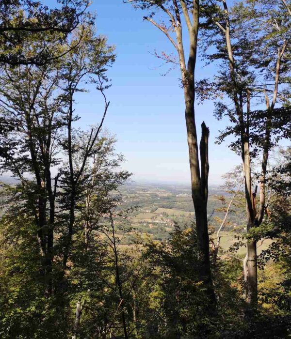 Pogled sa Kosmaja ka okolnim selima između stabala