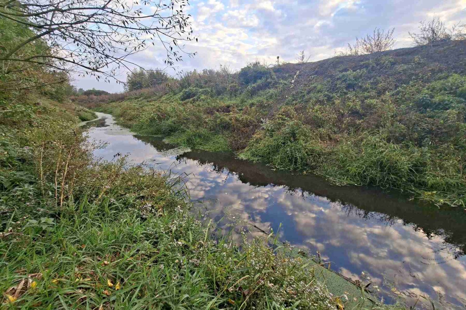 Reka Tamnava - Čist tok reke izbliza, prikazujući bistru vodu i biljke ns obali.