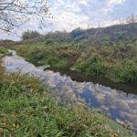 Reka Tamnava - Čist tok reke izbliza, prikazujući bistru vodu i biljke ns obali.