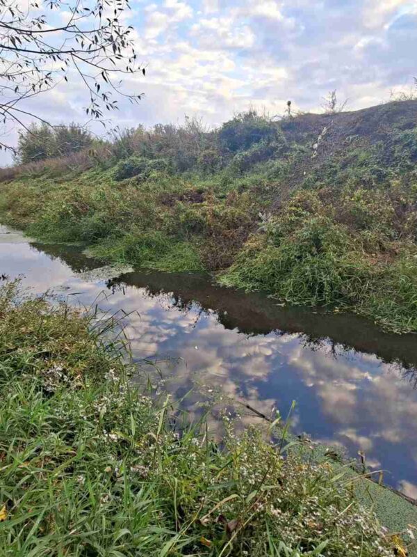 Reka Tamnava - Čist tok reke izbliza, prikazujući bistru vodu i biljke ns obali.