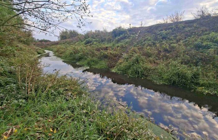 Reka Tamnava - Čist tok reke izbliza, prikazujući bistru vodu i biljke ns obali.