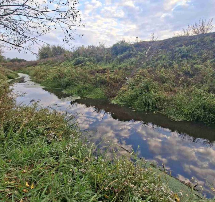Reka Tamnava - Čist tok reke izbliza, prikazujući bistru vodu i biljke ns obali.