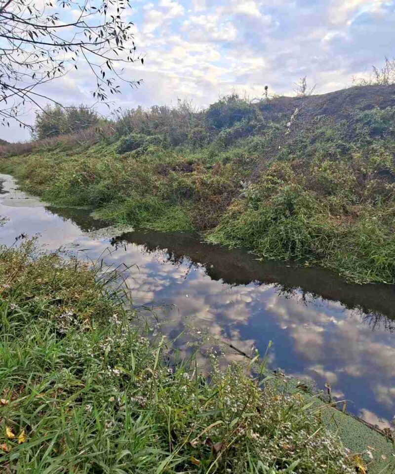 Reka Tamnava - Čist tok reke izbliza, prikazujući bistru vodu i biljke ns obali.
