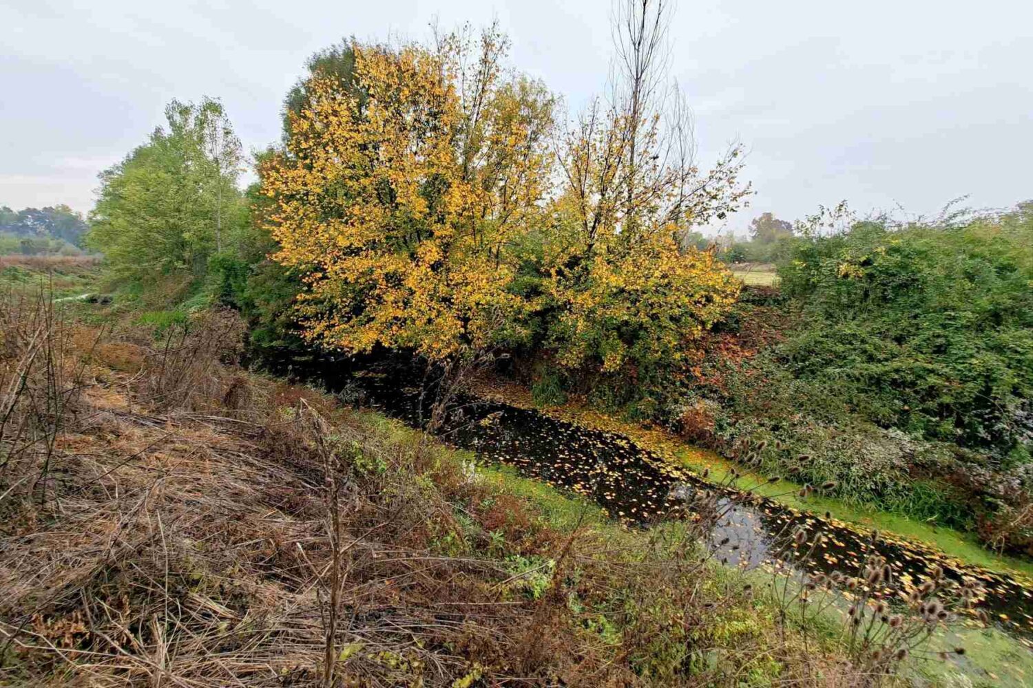 Reka Tamnava - jesenji pejzaž reke sa drvećem u crvenim, žutim i narandžastim tonovima, odražavajućim se u vodi.