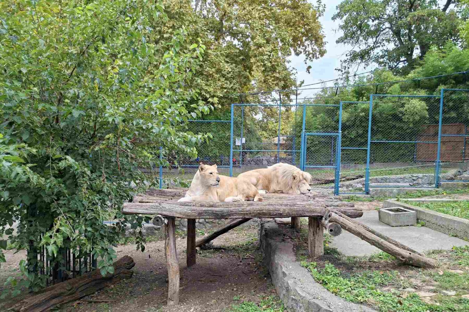 Muški lav sa grivom i lavica leže ili odmaraju zajedno u ograđenom prostoru, predstavljajući miran par.