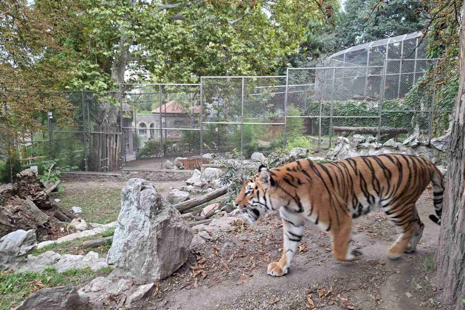 Tigar u kavezu Zoo vrta Beograd, odmara se ili šeta, prikazujući svoju snagu i lepotu.