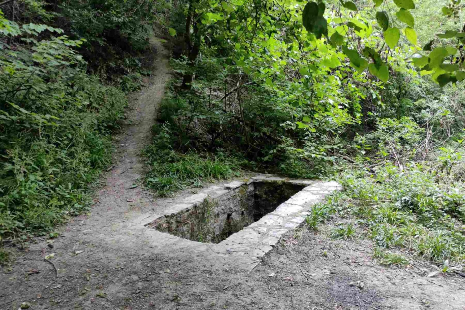 Izvor Stepinog luga okružen gustom šumom na krajnoj stazi